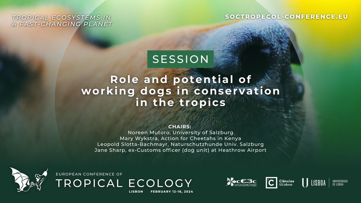 norinmwana's tweet photo. Coming soon!
We are putting an exciting panel together to promote the value of dogs in conservation in the tropics! @Action4Cheetahs #gtoe2024 #conservationdogs

https://t.co/xE13GqjNQR https://t.co/3G4aCptCN3