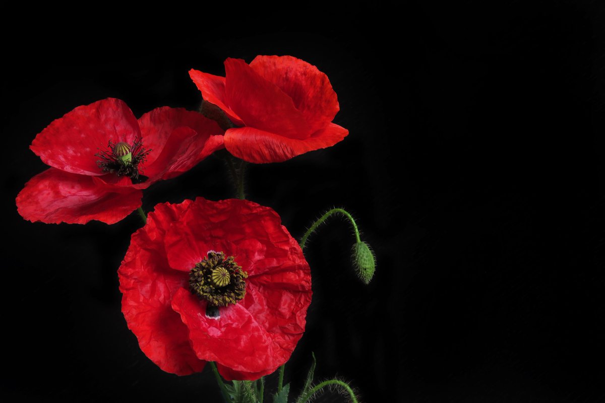 Today we pause to commemorate, reflect and honour those who served, and continue to serve. We will remember them. Thank you to our IBMers who continue to share their stories and experiences on this #RemembranceDay. #LestWeForget