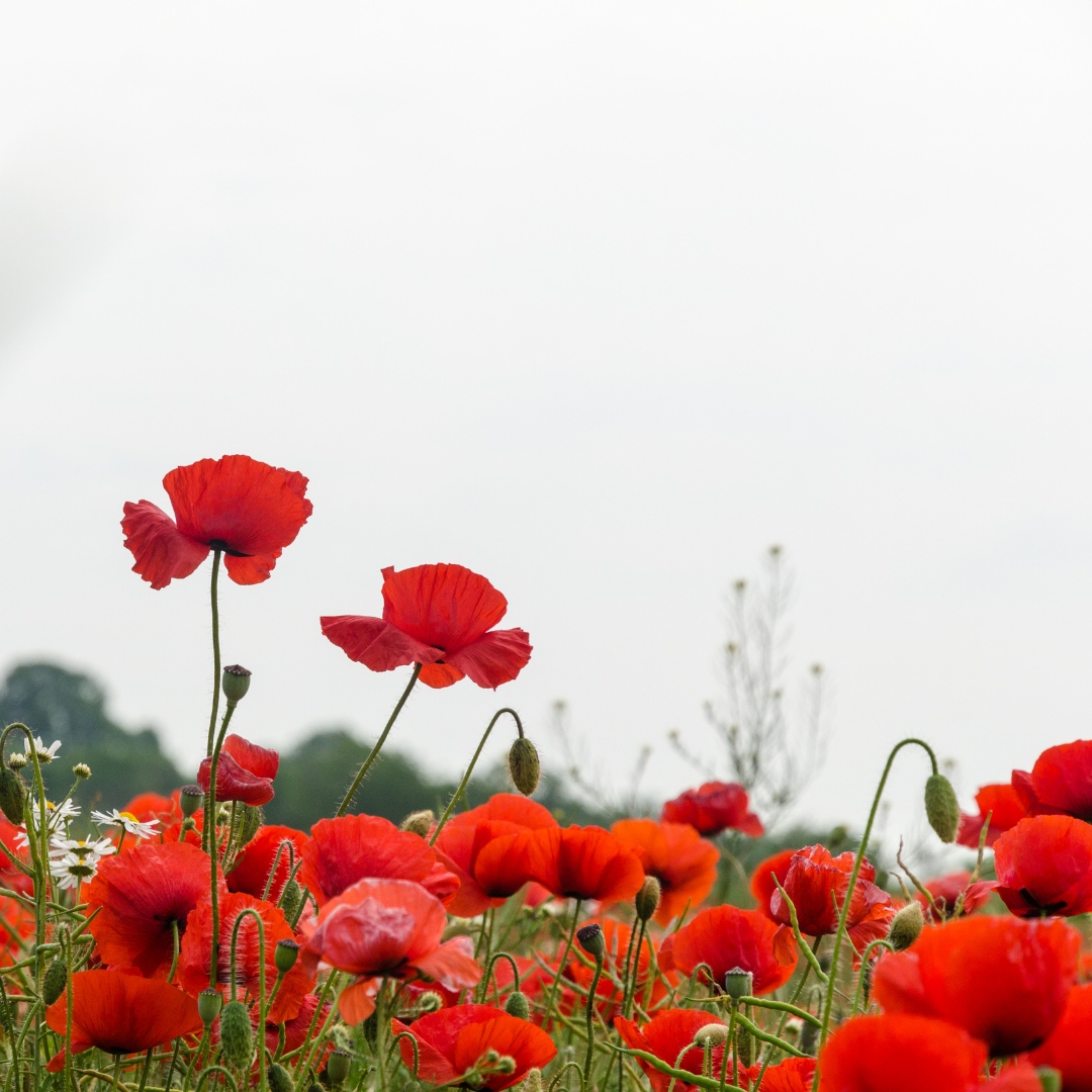On this Remembrance Sunday, we honour the courage and sacrifice of those who served and continue to serve our nation. Lest we forget. ❤

#remembrancesunday #lestweforget