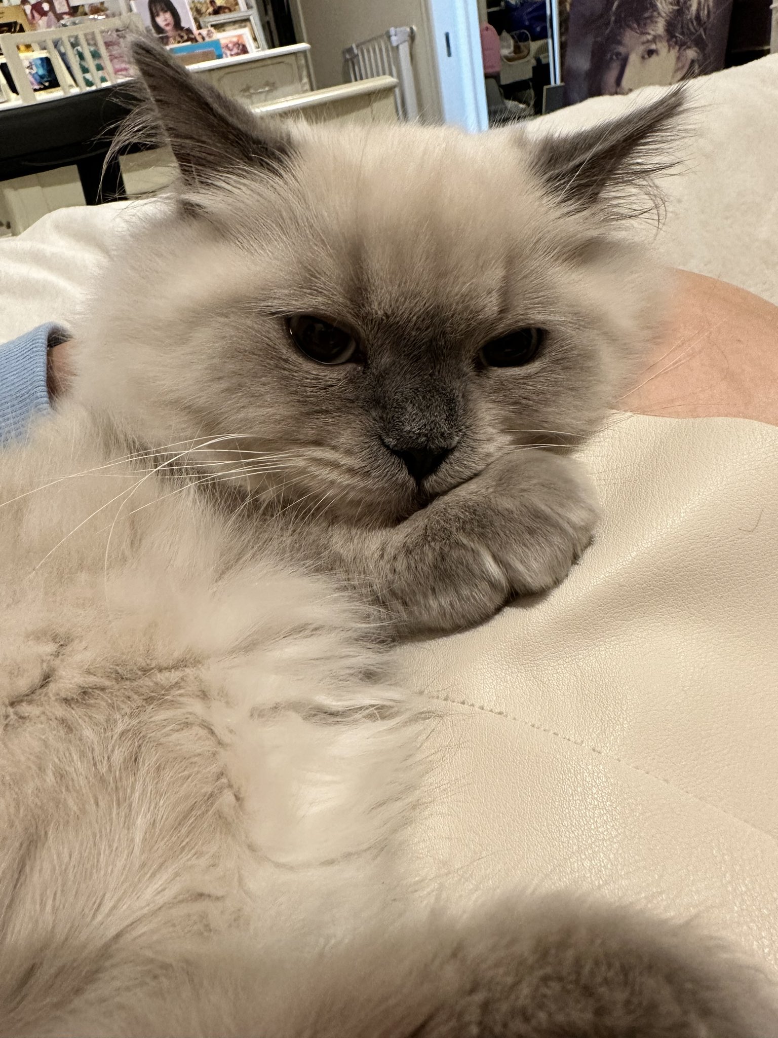🍉中川翔子🍉🐈‍⬛ on X: 