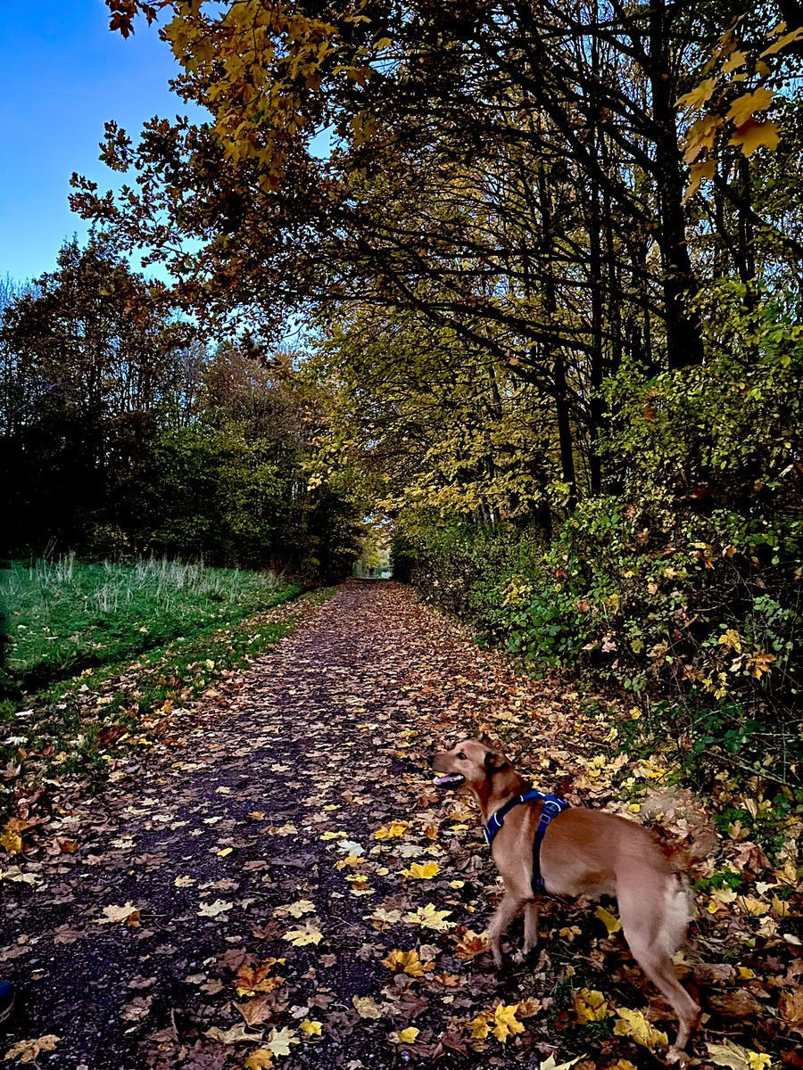 High 5 Friday 
✨QSIR Day 1 presented to our JUCD cohort 2 🤓
✨Joint support on DCHS projects from IIET &amp; Research 👩🏼‍🏫👩🏻‍💻
✨Recognition for IIET support 🙌🏼
✨Jacket spuds &amp; f2f connections x3 this week 🥔🙋🏼‍♀️🙋🏻‍♀️
✨A perfect Autumn day to end the week 🍁