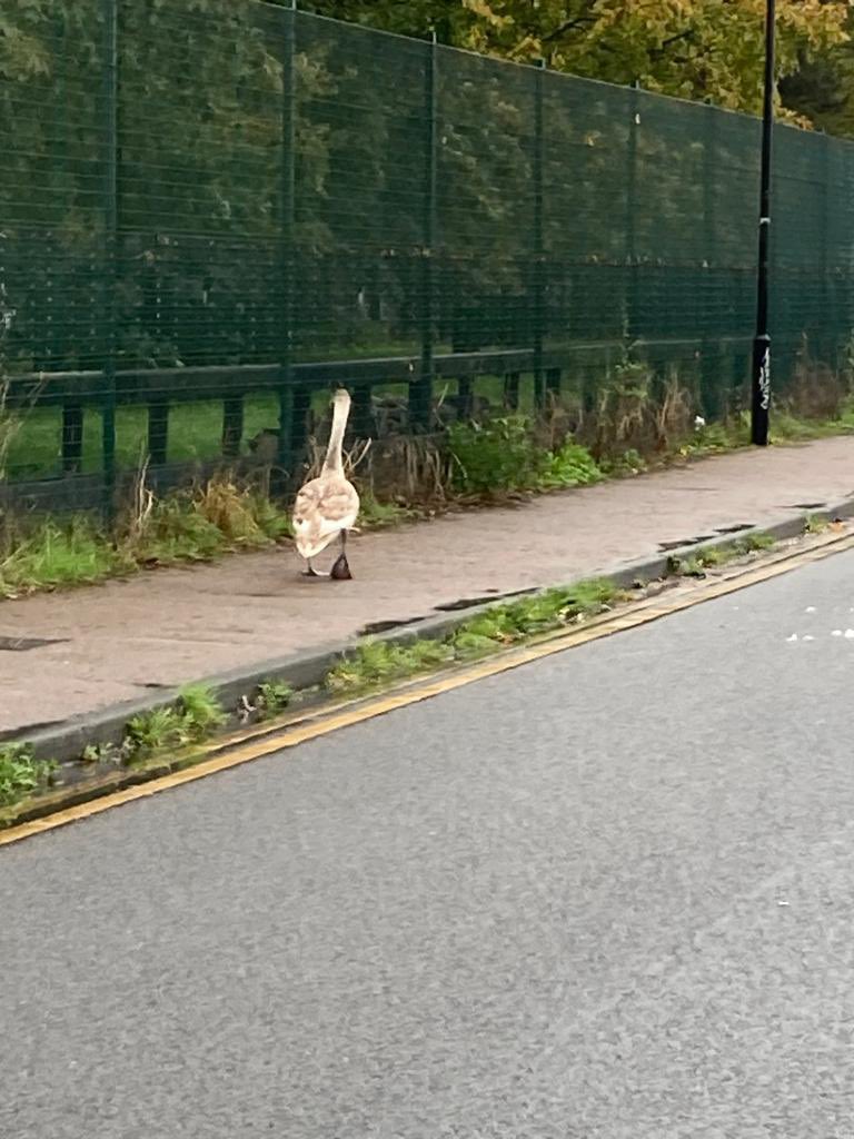 Walthamstow Marsh & E17 Wetlands (@welovee17marsh) on Twitter photo Hello @WildLondon <a href="/thameswater/">Thames Water ๐ง</a> @E17Wetlands cygnet on coppermill lane trapped unable to take off. Please send rangers to assist. A neighbour I believe has already called the <a href="/Swan_Sanctuary/">The Swan Sanctuary</a> unsure if theyโre attending.
What three words are Steer Mass Covers Hello @WildLondon <a href="/thameswater/">Thames Water ๐ง</a> @E17Wetlands cygnet on coppermill lane trapped unable to take off. Please send rangers to assist. A neighbour I believe has already called the <a href="/Swan_Sanctuary/">The Swan Sanctuary</a> unsure if theyโre attending.
What three words are Steer Mass Covers