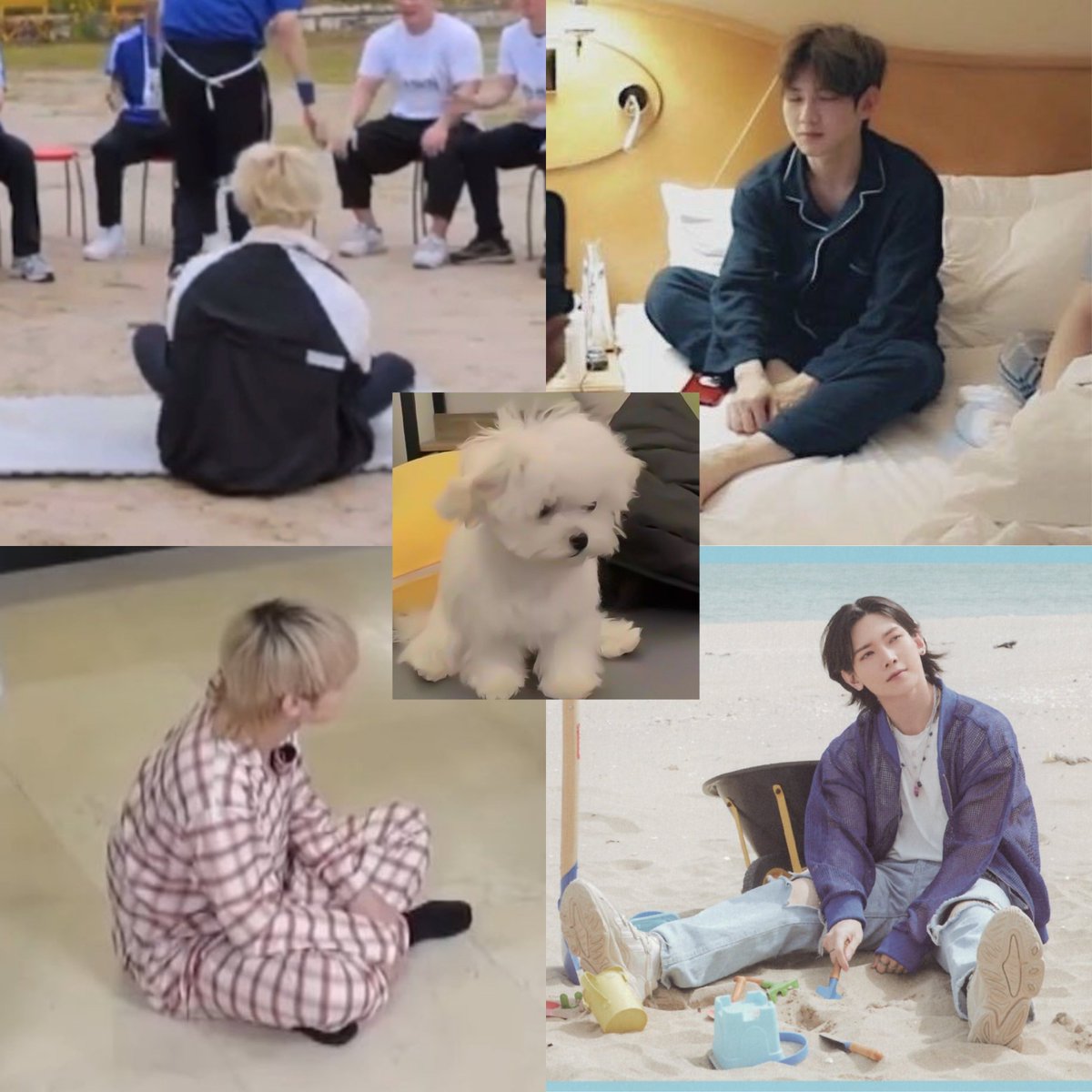 little puppy
