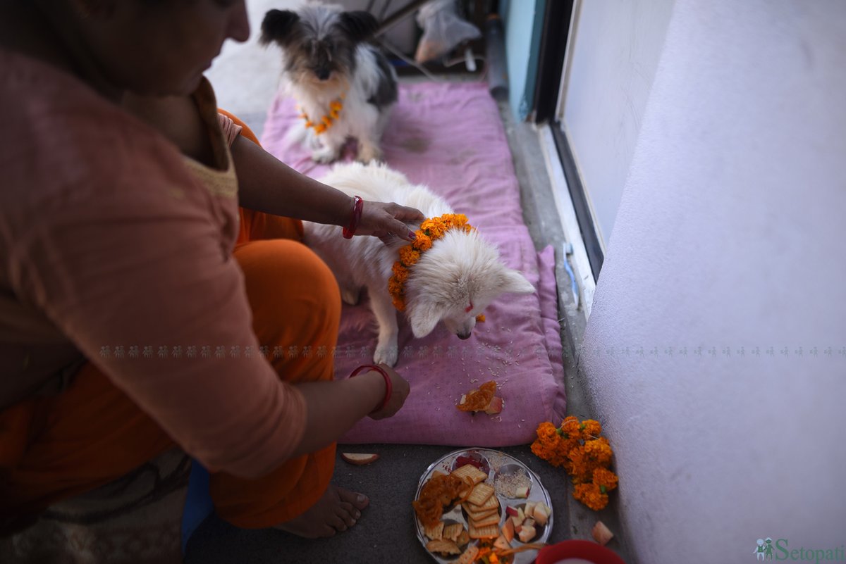 maharjanarayan's tweet photo. Post Stroke Works:
'Kukur Tihar 'Or Dog Festival Celebrated

#stroke 
#poststroke
#dogfestival https://t.co/WNx5kGwq3L