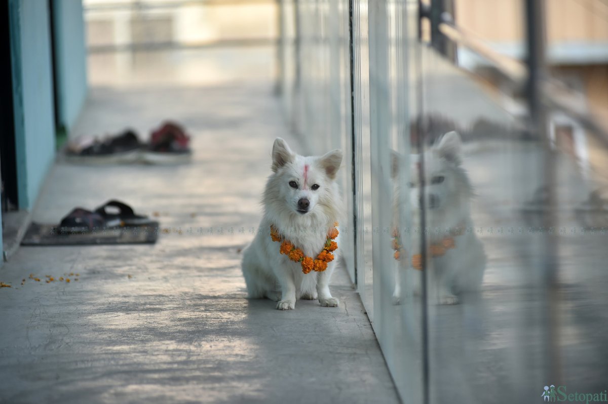 maharjanarayan's tweet photo. Post Stroke Works:
'Kukur Tihar 'Or Dog Festival Celebrated

#stroke 
#poststroke
#dogfestival https://t.co/WNx5kGwq3L