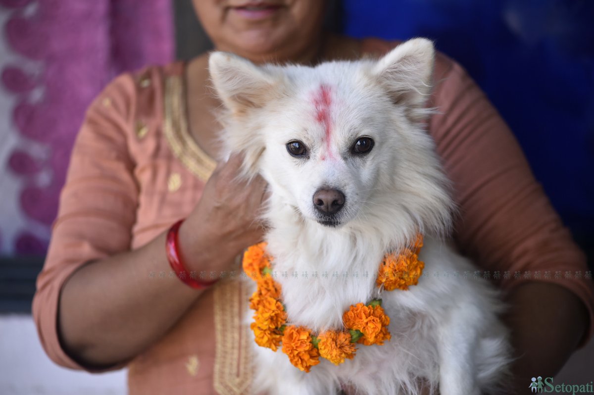 maharjanarayan's tweet photo. Post Stroke Works:
'Kukur Tihar 'Or Dog Festival Celebrated

#stroke 
#poststroke
#dogfestival https://t.co/WNx5kGwq3L
