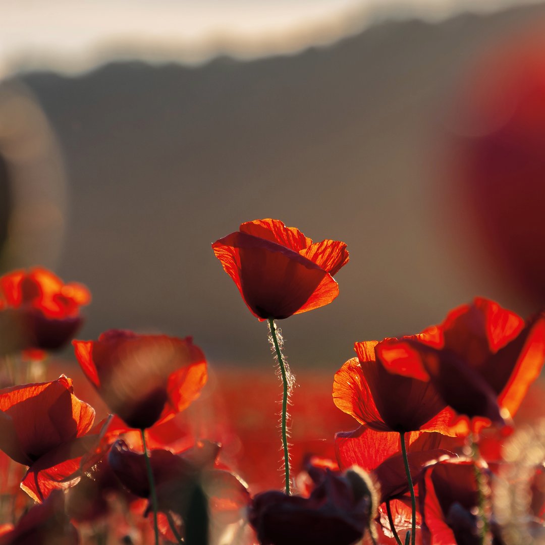 Experience Henley Card & App tweet media