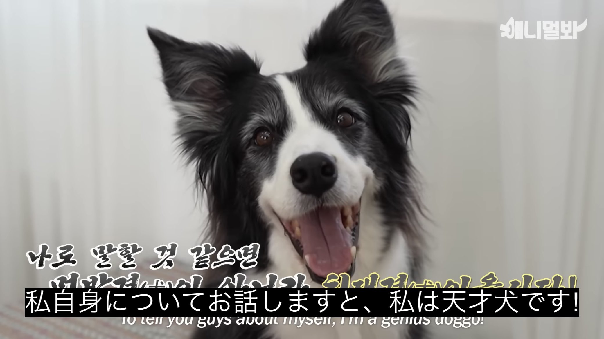 【サボ　愛称板】（表）犬　吠　INUBŌ（裏）白 2025年最新】愛称板 ホーローの人気アイテム - メルカリ