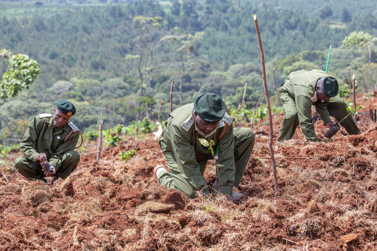 The Ministry of @Environment_ke, state departments, agencies, NGOs, and regional leaders in all 47 counties are working to ensure the campaign's success. #NationalTreeGrowingDay #JazaMiti