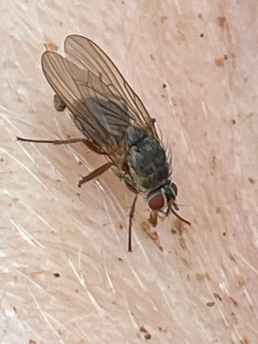 So it seems like I have been neglecting Twitter (X) for the past few months. 
So a quick update: 
All is going well I think, my next #experiment is underway, my 3rd APR is due, and I have a desk that is covered with pinned #flies waiting to be #identified. 
#phdlife #entomology