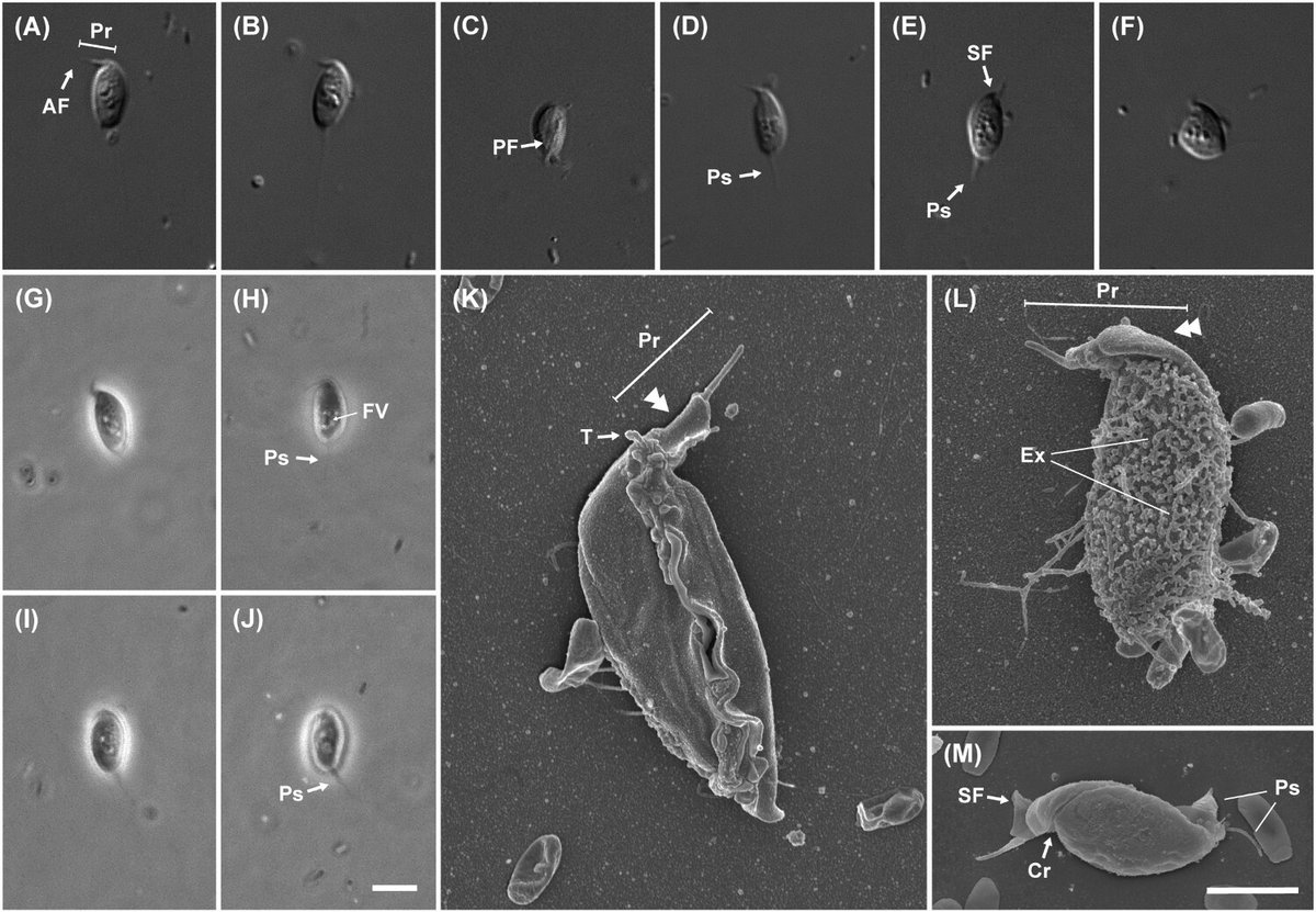 protistologists's tweet image. Morphological, phylogenetic and biogeographic characterizations of three heterotrophic #nanoflagellates isolated from coastal areas of Korea tandfonline.com/doi/full/10.10… #protists