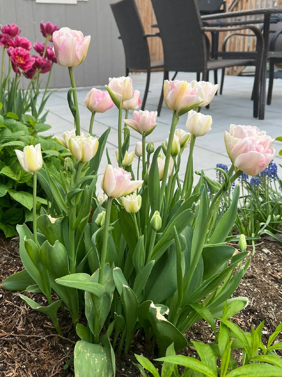 Verve3333's tweet photo. Flowers bloom most beautifully in silent places, and the fragrance becomes stronger when people condense it in silence. 🥰🥰 https://t.co/h6nuoVrHNU