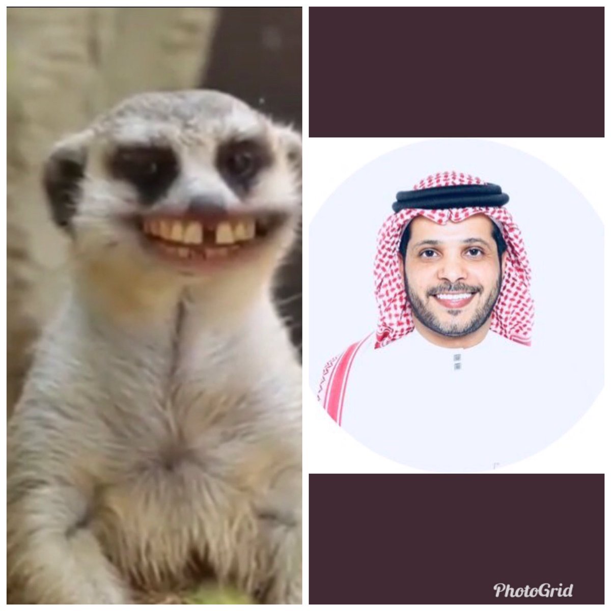 SPORT___ARAB's tweet photo. لأن الوضع زاد عن حده مانخلص من الفار والفيران يطلع لنا جميع انواع الحيوانات والنصر معاد يعرف يحارب حيوانات او بني آدم خطيه ماكو شي واضح مامعود😭 https://t.co/HrEGyjtr5O