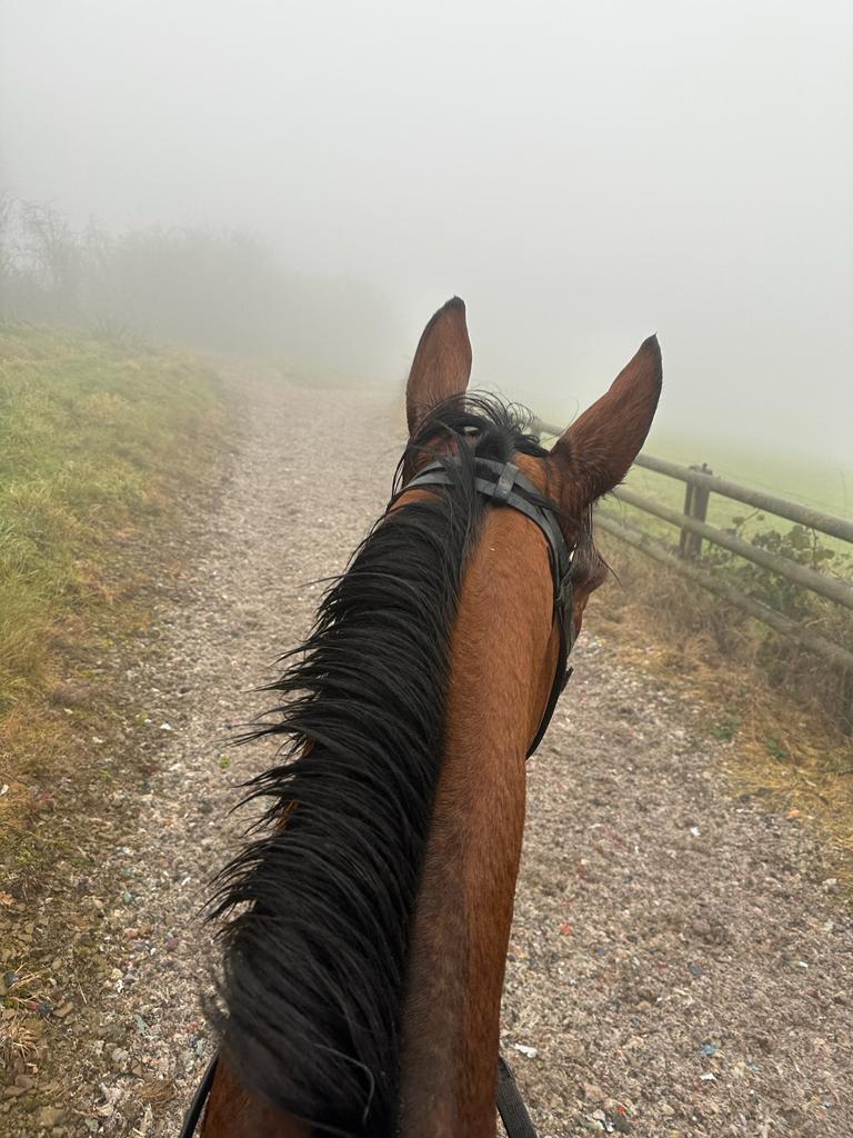 beaubai's tweet photo. Sunday funday #magicdancer #allweather #happyhorses #Herefordshire https://t.co/k3tGpMB4ve