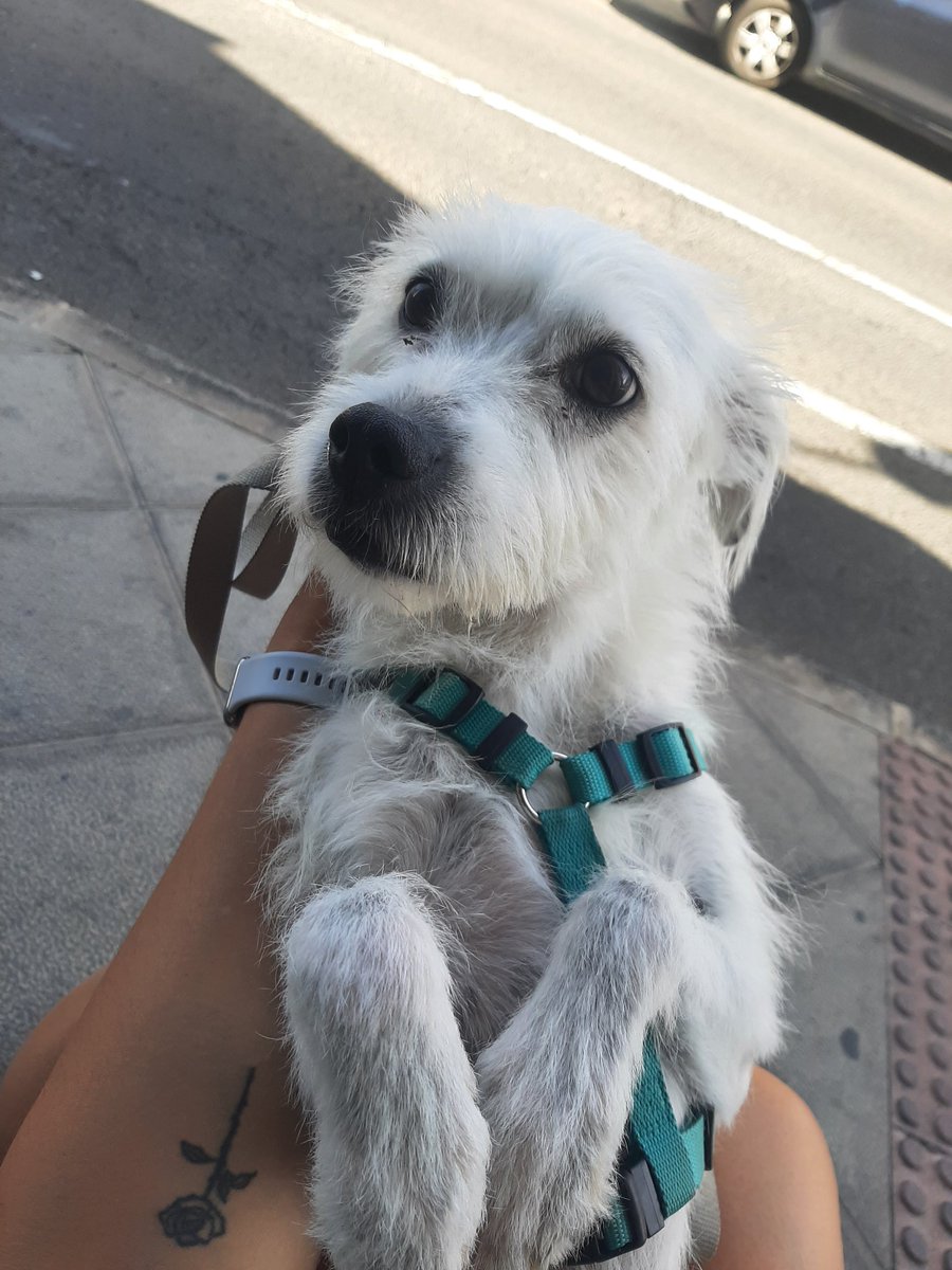 Yo: a mí no me manipula nadie.
Also yo: pero mira que carita toma lo que quieras.