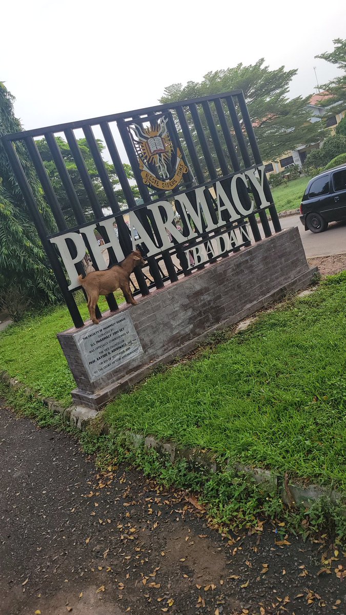 PANS UI 🐐 tweet media