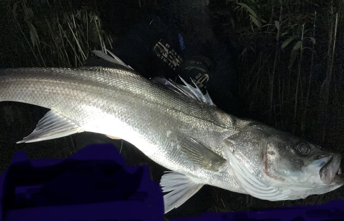 今日はバチ不在のバチパターンでしたよ🐟

シーバスとウグイの水面💥爆発の連発でしたがややっこしい😣