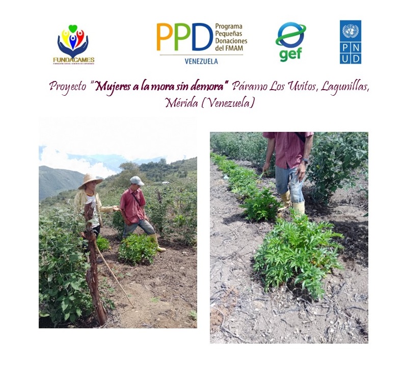 Fundacames_Mora's tweet photo. En el Proyecto "Mujeres a la mora sin demora", financiado x @PPD_Venezuela en #Páramo_Los_Uvitos, Mérida, Venezuela, aplicamos las técnicas de insumos orgánicos en todos los cultivos, como parte de nuestros medios de vida sostenibles
#ppdvenezuela https://t.co/cuF7BUSYK8