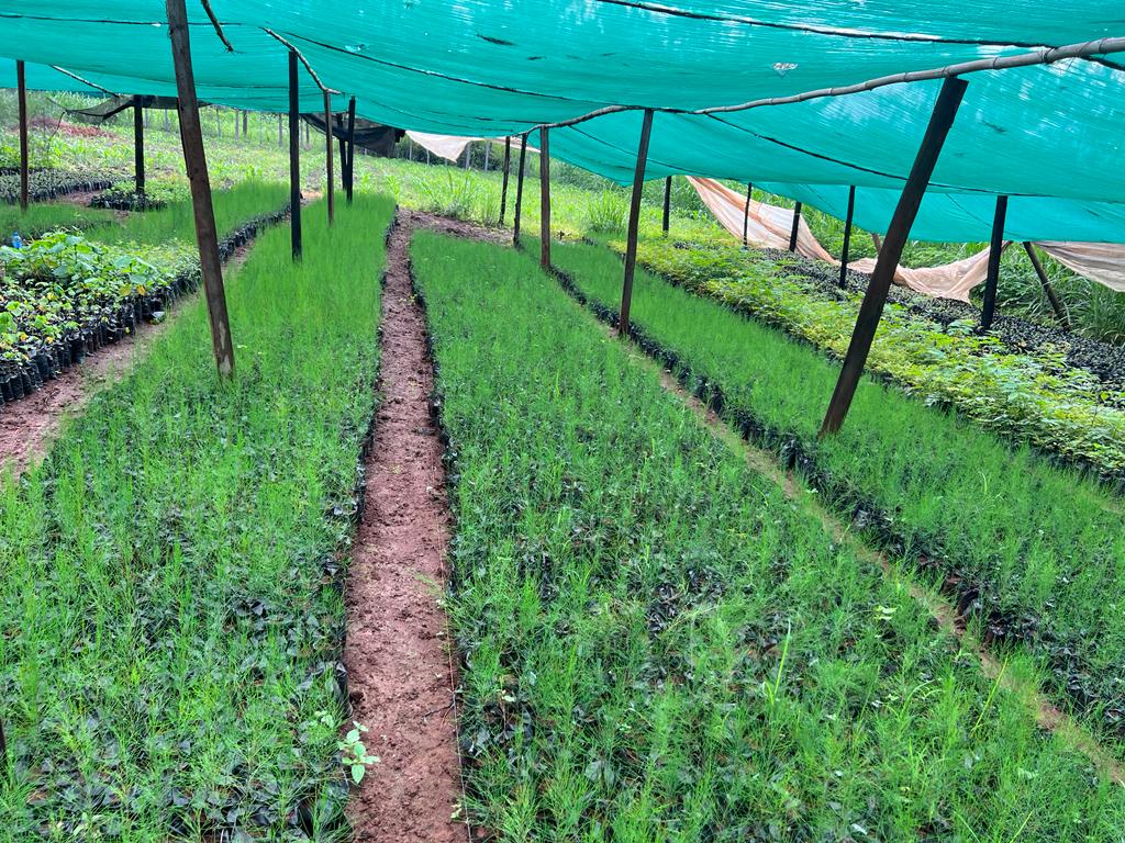 SamCMaina's tweet photo. Are you ready for tomorrow's #NationalTreeGrowingDay? Don't be left out of this noble course of #GreeningKenya. Our #ShitamFarm at Makuyu has plenty of fruit and agroforestry seedlings ready for transplanting.
Contact us: 0722720898

@Environment_Ke
@HonTuya
@GMugambi_EBS https://t.co/FRi92CIB3O