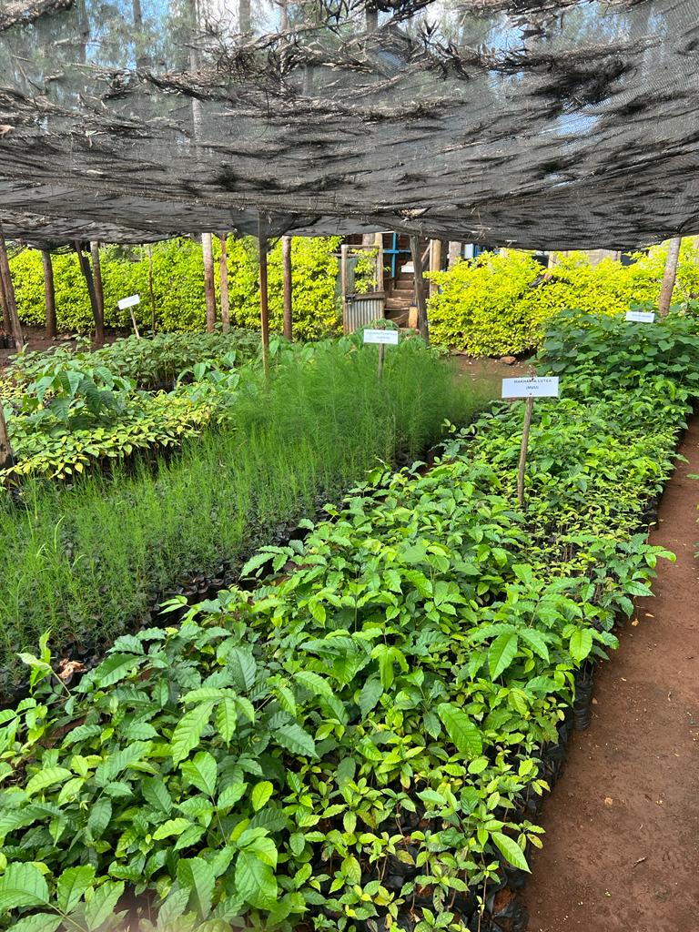 SamCMaina's tweet photo. Are you ready for tomorrow's #NationalTreeGrowingDay? Don't be left out of this noble course of #GreeningKenya. Our #ShitamFarm at Makuyu has plenty of fruit and agroforestry seedlings ready for transplanting.
Contact us: 0722720898

@Environment_Ke
@HonTuya
@GMugambi_EBS https://t.co/FRi92CIB3O