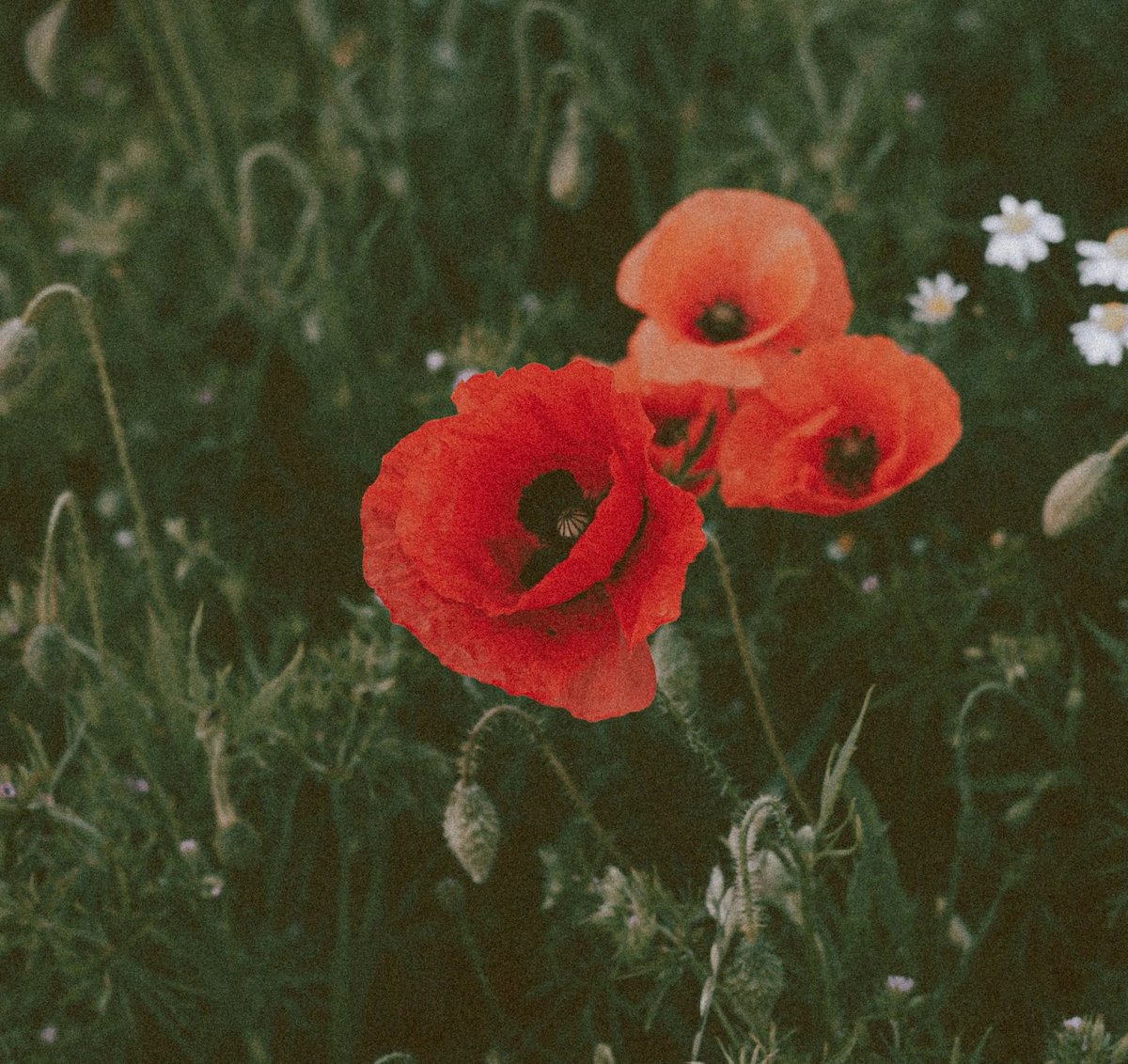 Lest we forget. 
We will remember them.

#RemembranceSunday