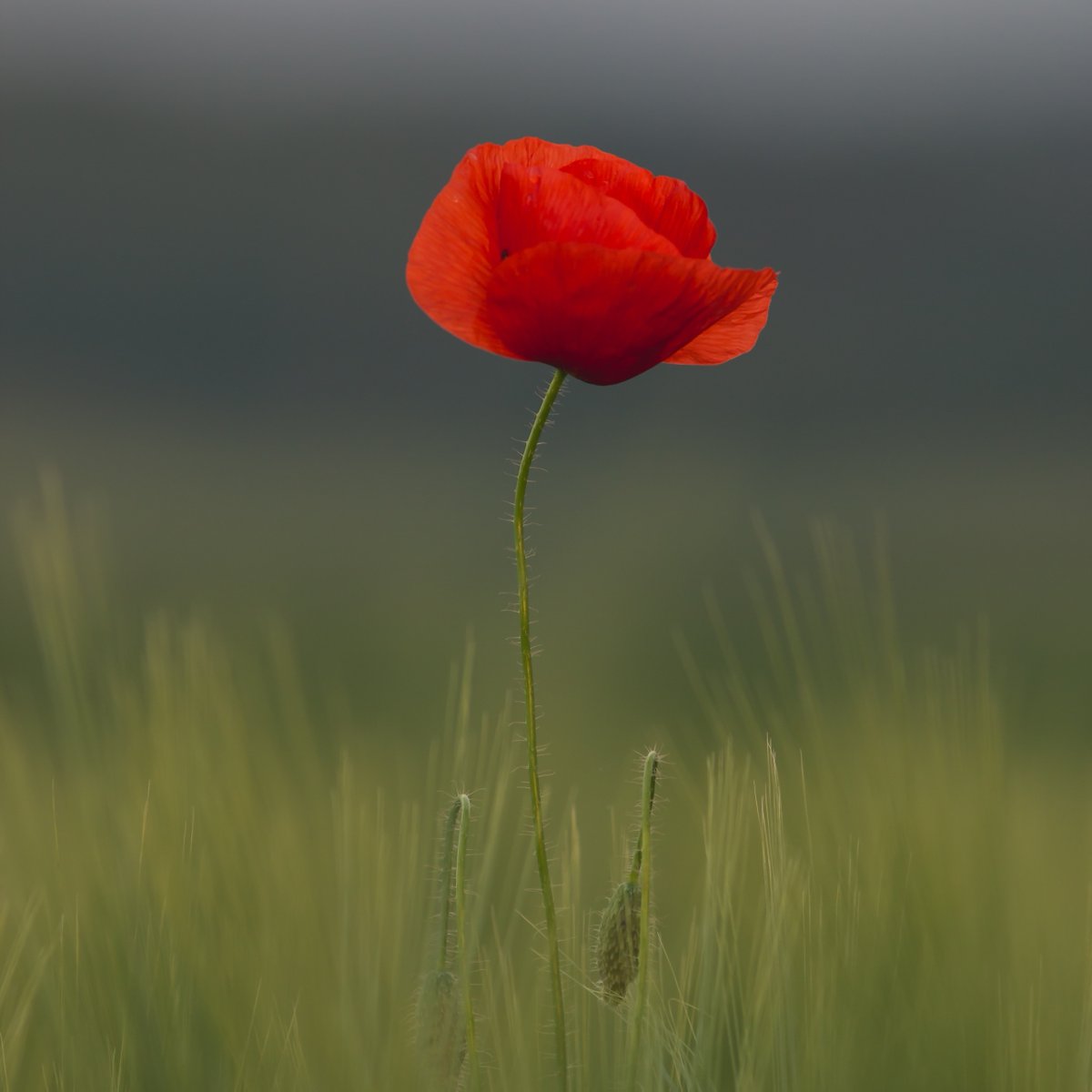 noisyeyeltd's tweet photo. Today we will be remembering the contribution of the British and Commonwealth military and civilian servicemen and women in all conflicts during &amp; since WWI &amp; WWII.

#NoisyEye https://t.co/yeyo4JP4vR