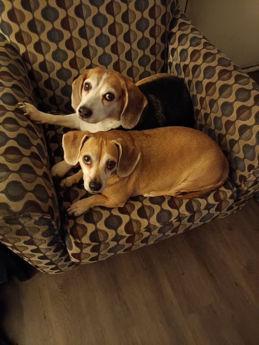 NEED HELP WITH MY DOGS til January 1st. I will pay you. Also pay  for food. We r moving to Washington<a href="/tag/bestfriend"class="tags"><span>#bestfriend</span></a><a href="/tag/babygirl"class="tags"><span>#babygirl</span></a><a href="/tag/myworld"class="tags"><span>#myworld</span></a>