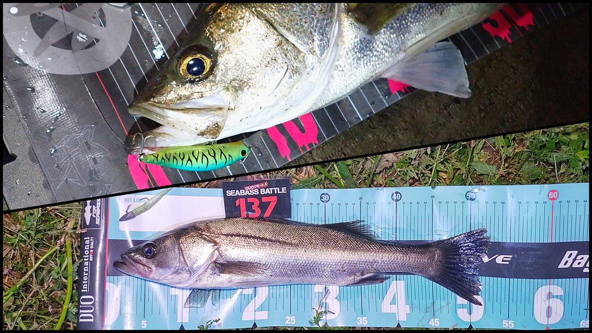 sasametsuribito's tweet image. 10月は40回以上釣りに行きましたがこの2匹しか釣れませんでした。

詳しくはコメント欄のURLから…

#fimoモニター
#DUOモニター
#DUOinternational