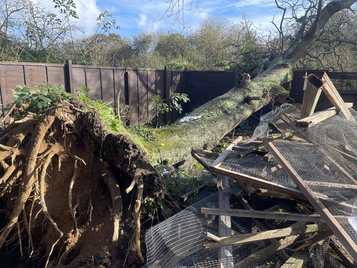 1015 listen in to @bbc5live to hear #GSPCA Manager @stevejbyrne with Presenter @JeanetteKwyake & Winter Olympic snowboarder @aimeefuller talk about #BarnacleBill the #LoggerheadTurlte at @GSPCA & the storm damage & appeal to donate giving.gg/donate/charity… bbc.co.uk/sounds/play/li…