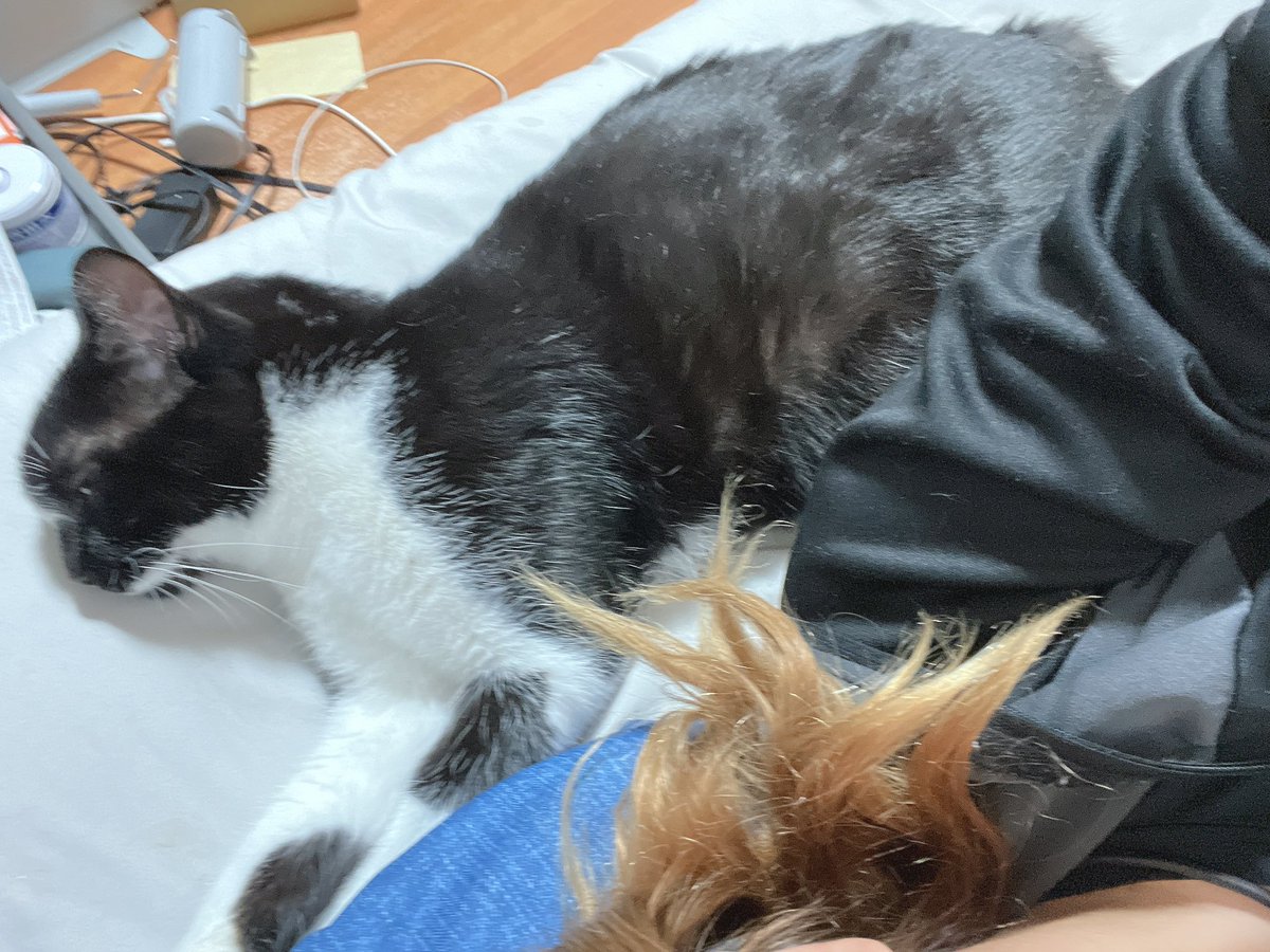 今日もべったりと甘えてる🥰

暖かい😊✨️

私もねこになりたいﾆｬｰ(ฅ *`꒳´ * )ฅ