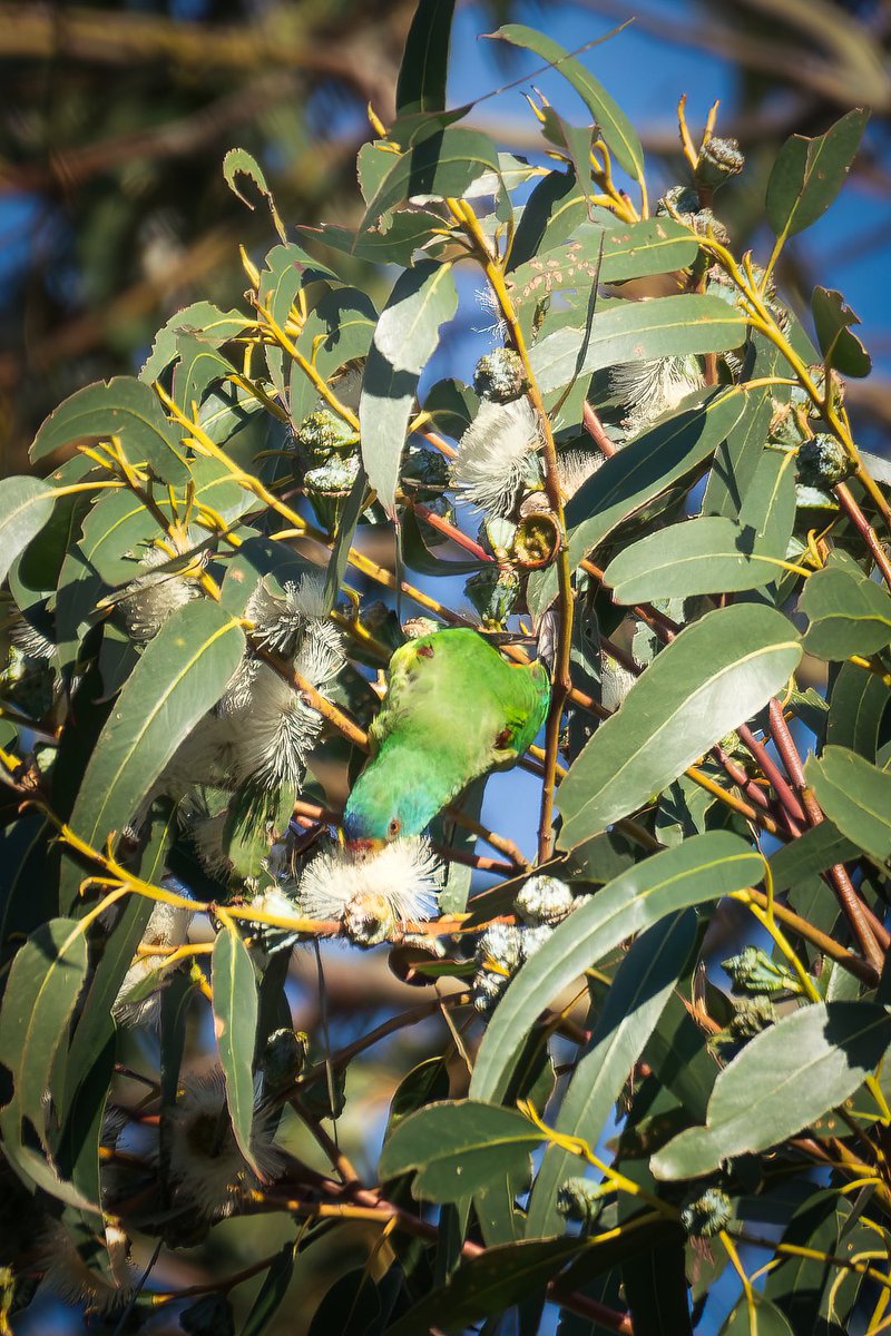 JoelFishEcology's tweet image. The swift parrots were feeding on the flowering gums in our backyard today. I really need to invest a telephoto lens!
#swiftparrot #tasmania @BobBrownFndn