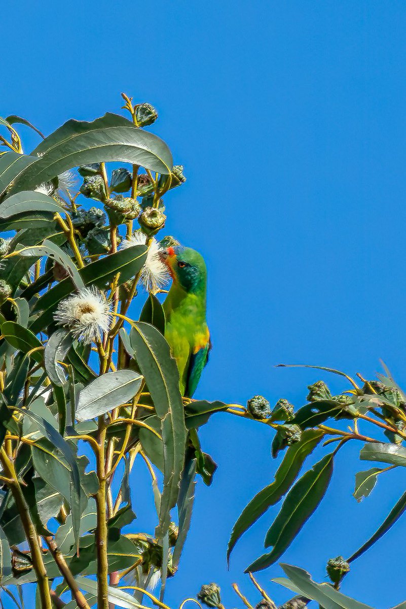 JoelFishEcology's tweet image. The swift parrots were feeding on the flowering gums in our backyard today. I really need to invest a telephoto lens!
#swiftparrot #tasmania @BobBrownFndn
