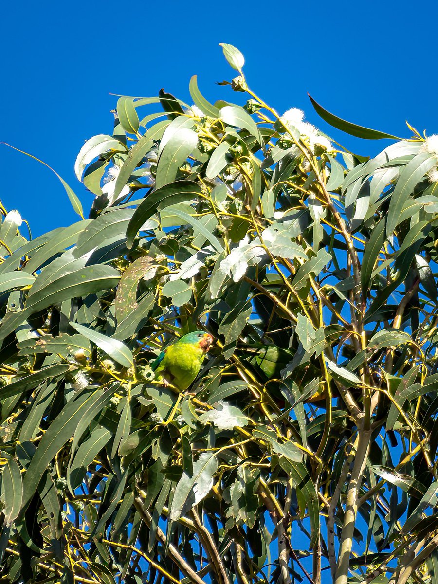 JoelFishEcology's tweet image. The swift parrots were feeding on the flowering gums in our backyard today. I really need to invest a telephoto lens!
#swiftparrot #tasmania @BobBrownFndn