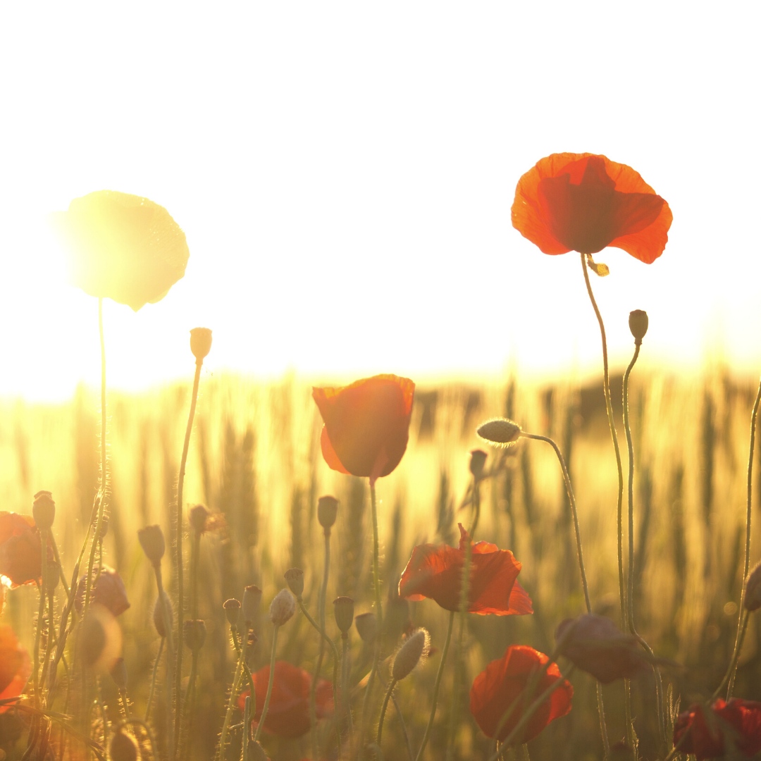 iwantfish's tweet photo. They shall grow not old, as we that are left grow old:

Age shall not weary them, nor the years condemn.

At the going down of the sun and in the morning

We will remember them. https://t.co/Yt3l9zOXT6