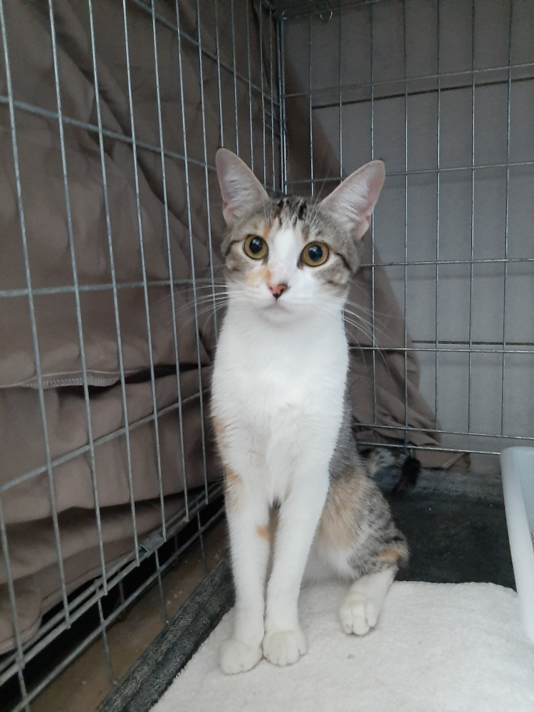 🐱NEBULA en ADOPCIÓN‼️
La recogimos dentro de un garaje. Es una gata cariñosa, a la que no le gusta estar encerrada en una jaula, pero en cuanto puede estar suelta es una gata sociable y simpática. ¿Te animas a conocerla?
#ADOPCIÓN #ADOPTA #gatos #adoptaNoCompres #gato #acogida