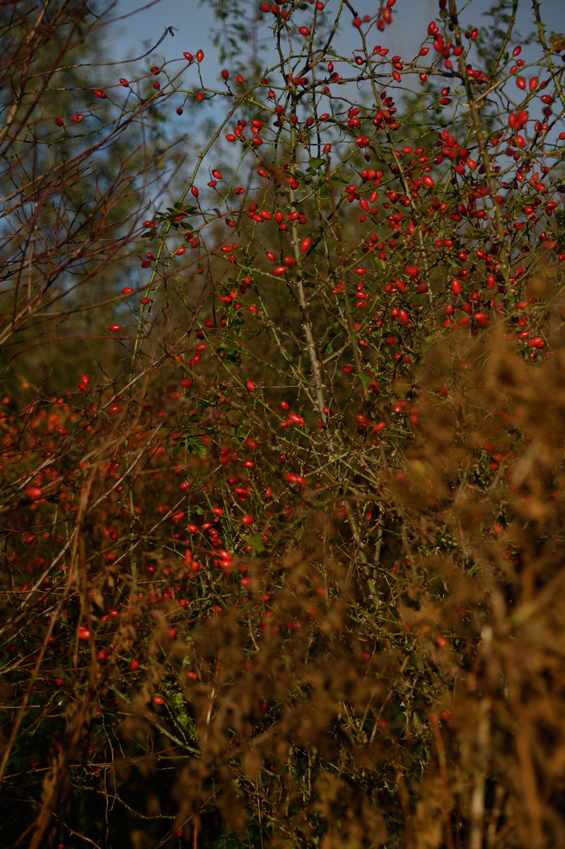 Wat een mist ineens, gisteren trof ik het beter tijdens mijn wandeling door het Waalbos! #mist #weerfoto #waalbos