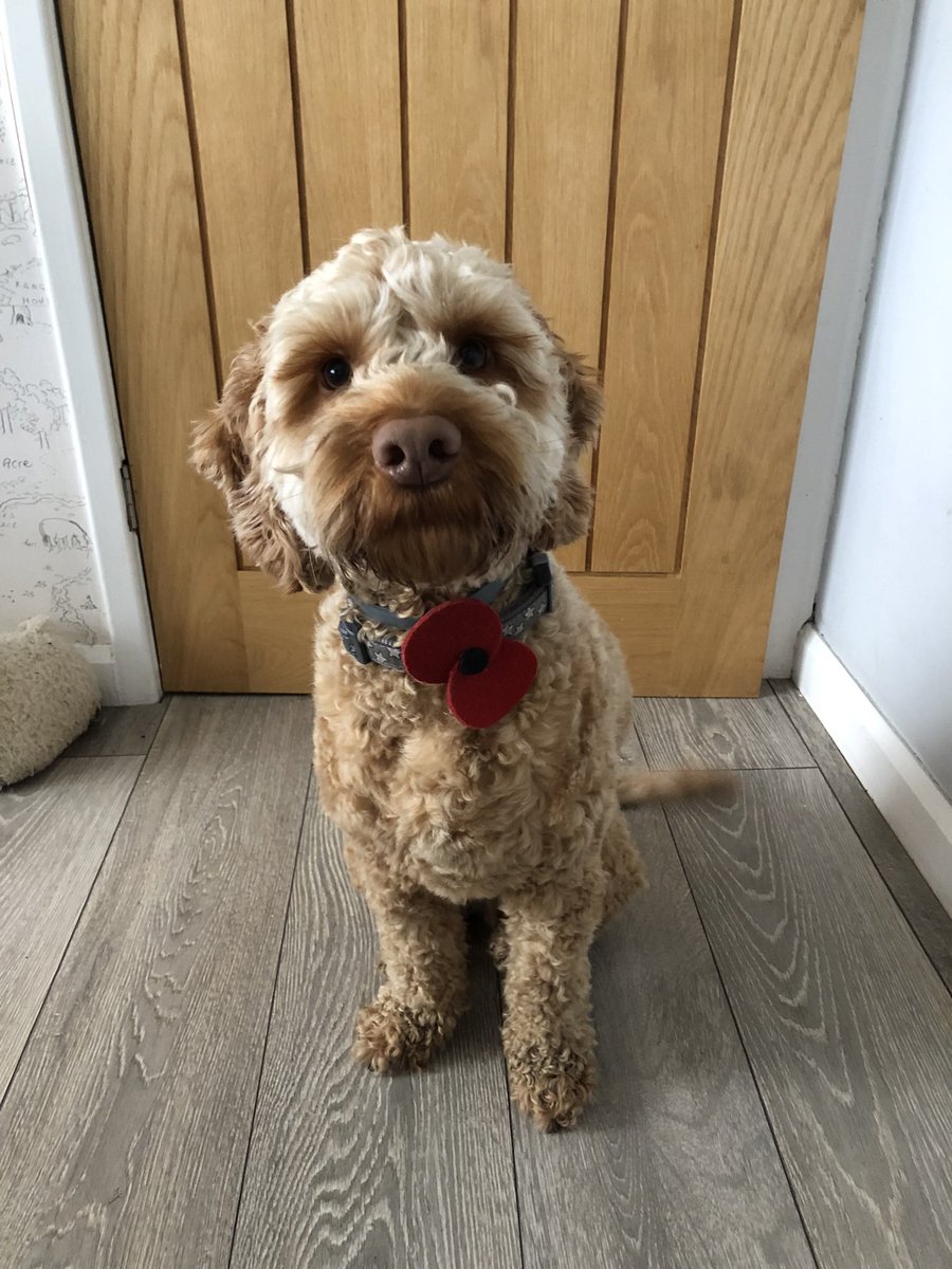 LindaPegBrew's tweet image. At the going down of the sun and in the morning We will remember them. 🫡

#lestweforget  #Animalsofwar #Heroes 🐕