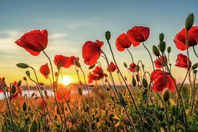 They shall not grow old, As we that are left grow old Age shall not weary them, Nor the years condemn At the going down of the sun And in the morning We will remember them #RemembranceDay