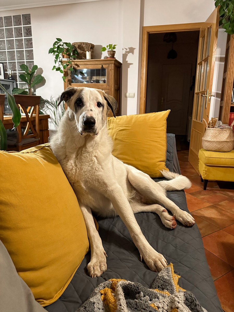 TheValkyriesVig's tweet photo. Una foto de tu mascota y de quien inspiró su nombre: Doña Sancha I de Bustarviejo ��� https://t.co/oj1QCNU53g