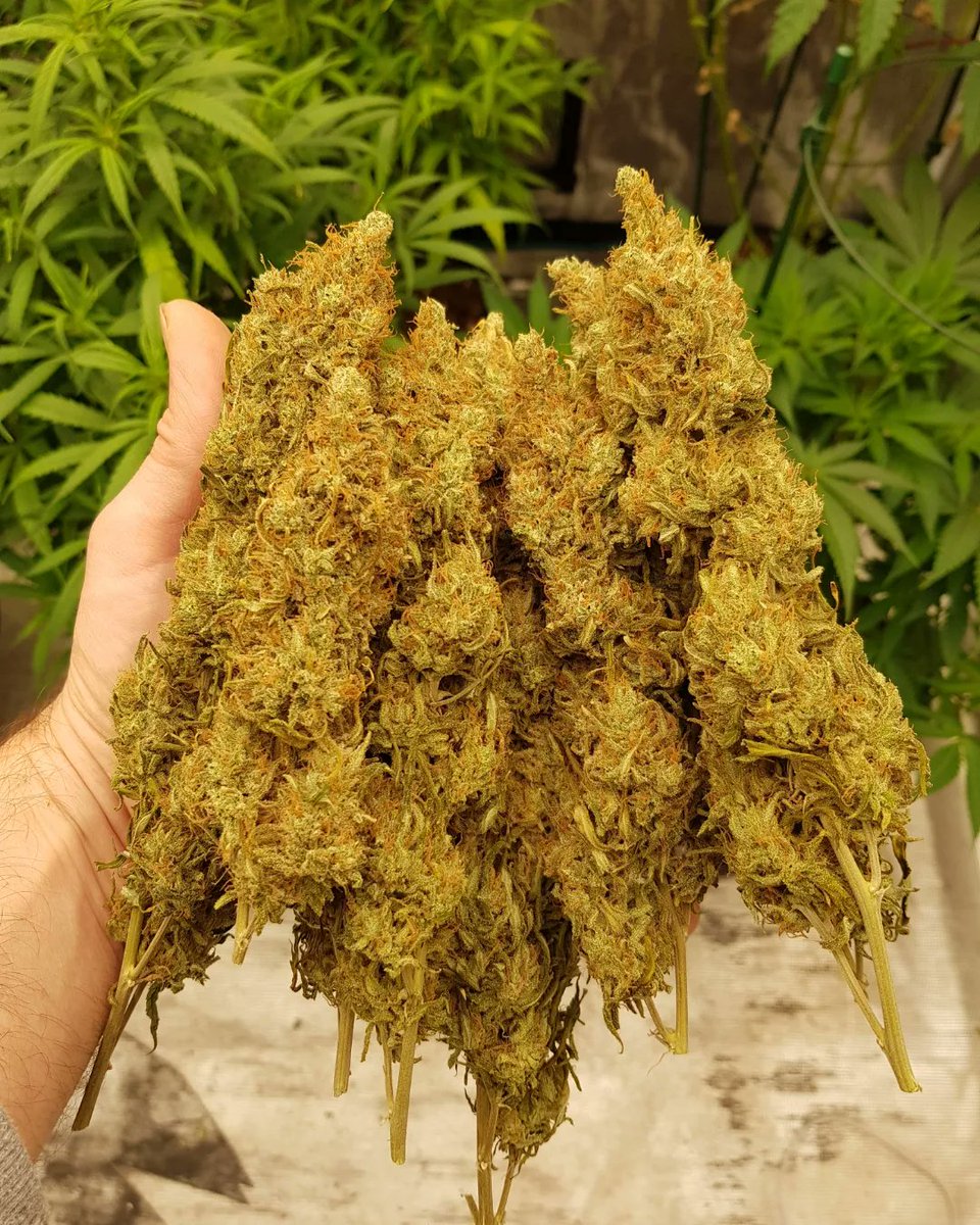 Deux420's tweet photo. He ido a por porras para desayunar 
Acapulco Gold #BarneysFarm
#AcapulcoGold https://t.co/jO0FPdRSIM