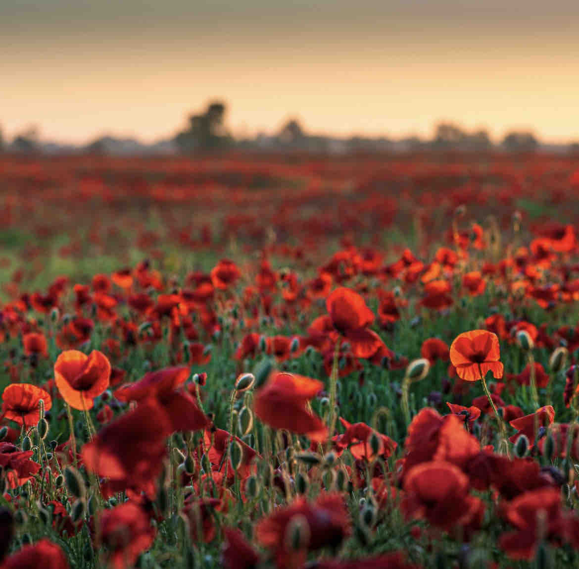 Remembering all our fallen servicemen & women, and all those who have fought for us and our freedoms. To all our residents, colleagues, friends & families, at the going down of the sun. We will remember them. #LestWeForget