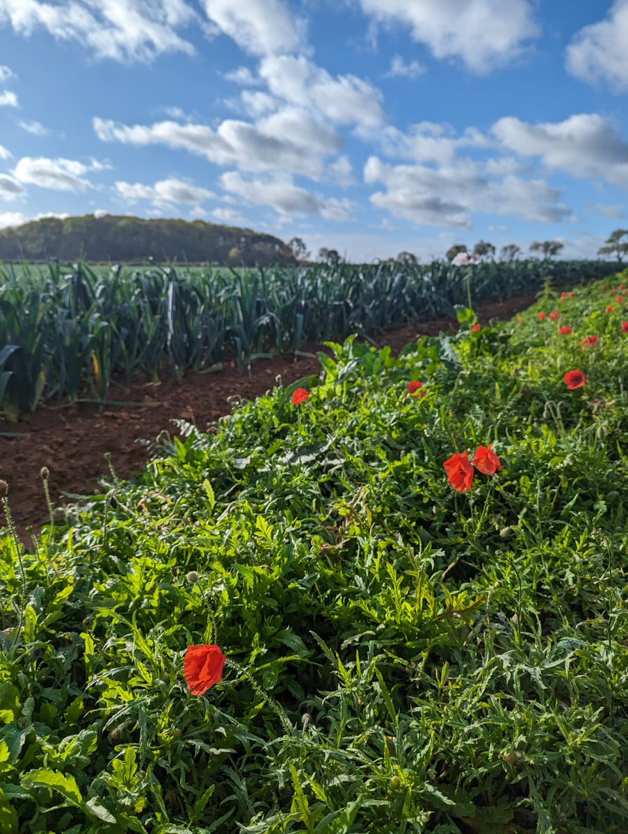 AH_Worth's tweet photo. On this Remembrance Sunday, take a moment to reflect on the significance of the day with these beautiful photos of poppies growing next to one of our leek fields near Ancaster.

Captured by our agronomist Esmee, these images speak to the essence of today.

#RemembranceSunday 🌺📷 https://t.co/h0D2g0hJt5