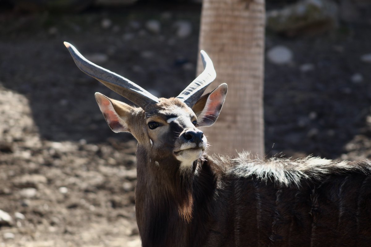 Buin_Zoo's tweet photo. Nuestro macho de Nyala sacó a lucir sus imponentes cuernos esta mañana 🦌 ¿Sabías que sólo los machos de esta bella especie africana poseen cuernos? 🐾

#BuinZoo #TienesQueVivirlo #AnimalesAsombrosos #animalesdelmundo

📷 Una linda foto de nuestro amigo Jorge Galvez https://t.co/fmzpxNDxBu