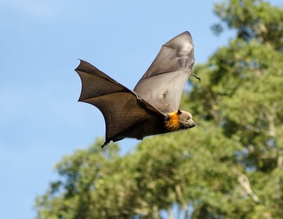 pergillian's tweet photo. Kept awake the last two nights by screeching hordes of bats #Pteropus poliocephalus aka #GreyHeadedFlyingFox. Karl thought they were into the Jacarandas, which are almost yelling PURPLE!!! at the moment. But it’s the beige flowers of the native #AngophoraCostata that they love. https://t.co/XbP0cAtq6r