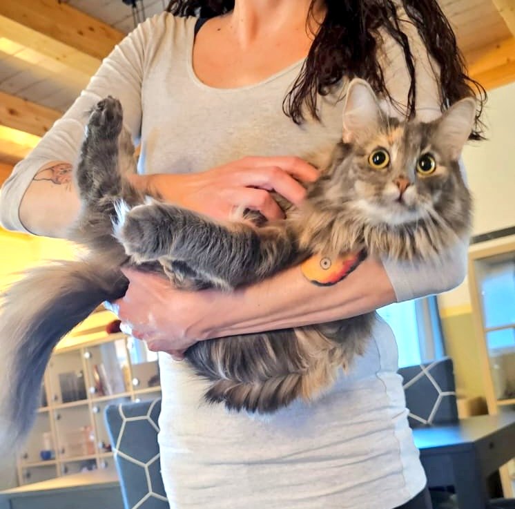 Zugezogene's tweet photo. Wie süss darf eine Katze bitte sein und wieso ist diese süsser als Zucker?! 😍 https://t.co/4BhK1mh6e9