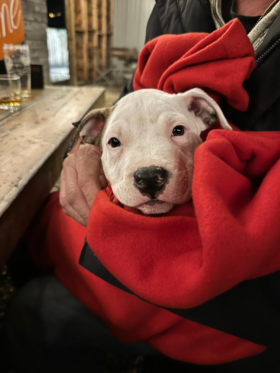StroudBrewery's tweet photo. This little pup stole the show this week so we didn't think it was fair to feature any other dogs on this week's Tails from the Taproom! 🥰
#Dog #Puppy #Stroud #Brewery #Cute https://t.co/wvg9xlraqa