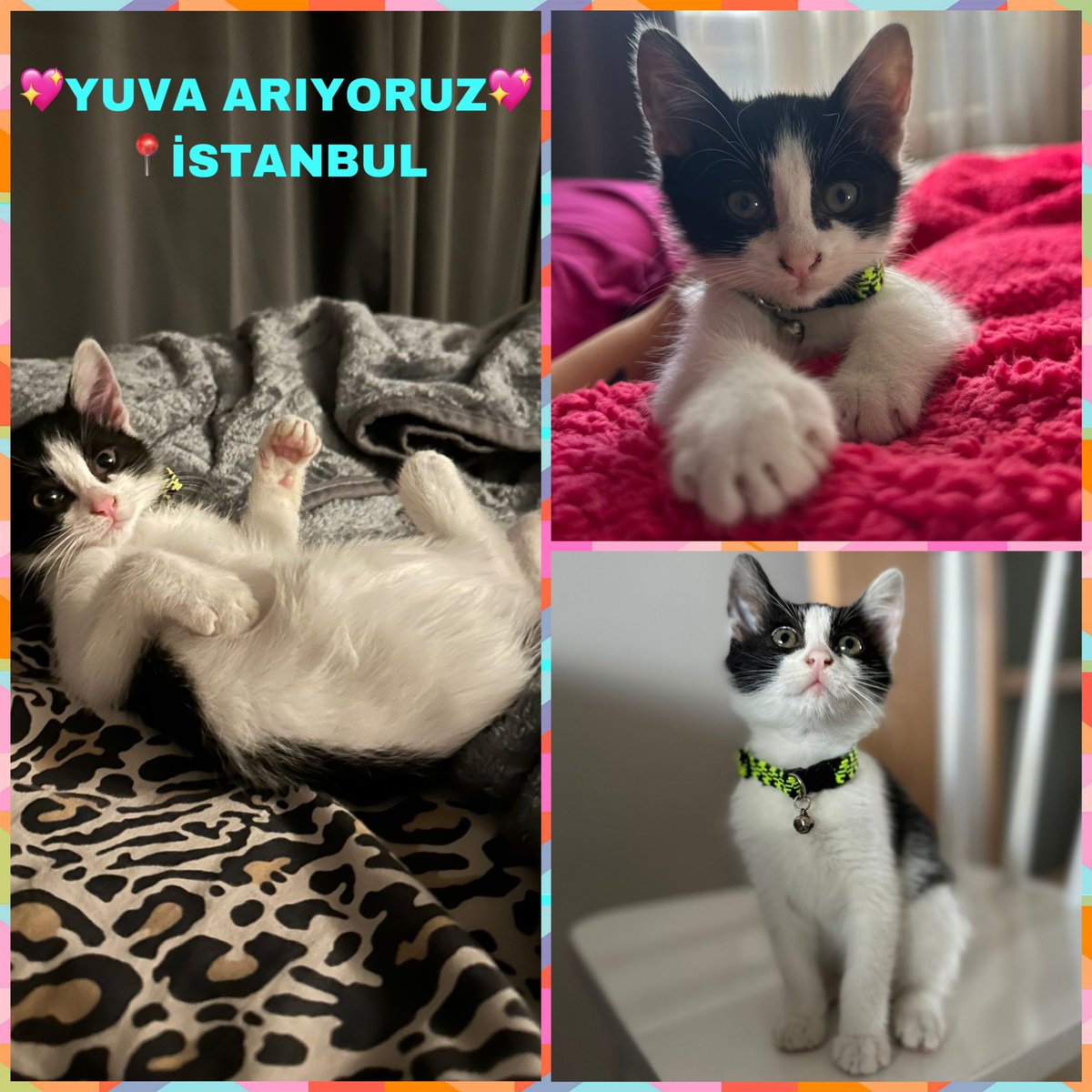 💖Güzel Kızımıza Yuva Arıyoruz💖

📍İstanbul

🐈Yolda ezilmek üzereyken bulundu.  8 haftalık dişi, kum eğitimi var. Çok sevecen ve uysal kızımıza kısırlaştırma şartı ile ömürlük yuvasını arıyoruz🦋