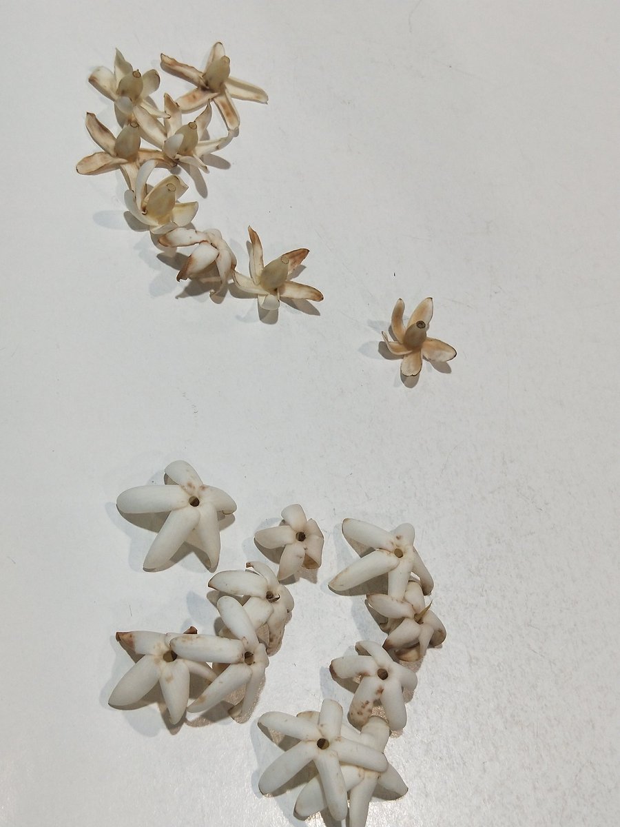 krtcano11's tweet image. A handful of Alpine Flowers!💛🤍🌳