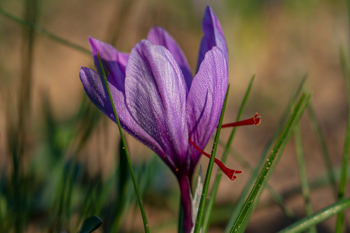 ehherawi's tweet photo. The miracle of soil and water!
Saffron of Herat, Red Gold of the world.

#Saffron #Heratsaffron #agriculture #WorldSoilDay #SoilAction #WaterAction. https://t.co/d9fa6Y7VaG