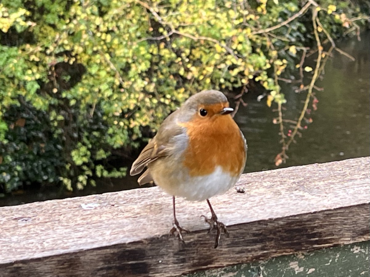 ‘When the Red, Red Robin (Comes Bob, Bob, Bobbin' Along)…’ ⁦@HallPlaceBexley⁩